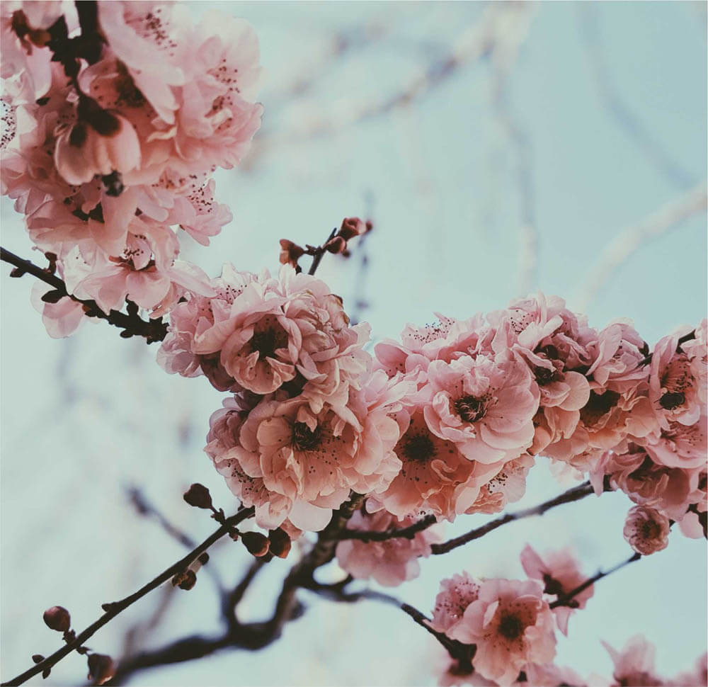blossom pic