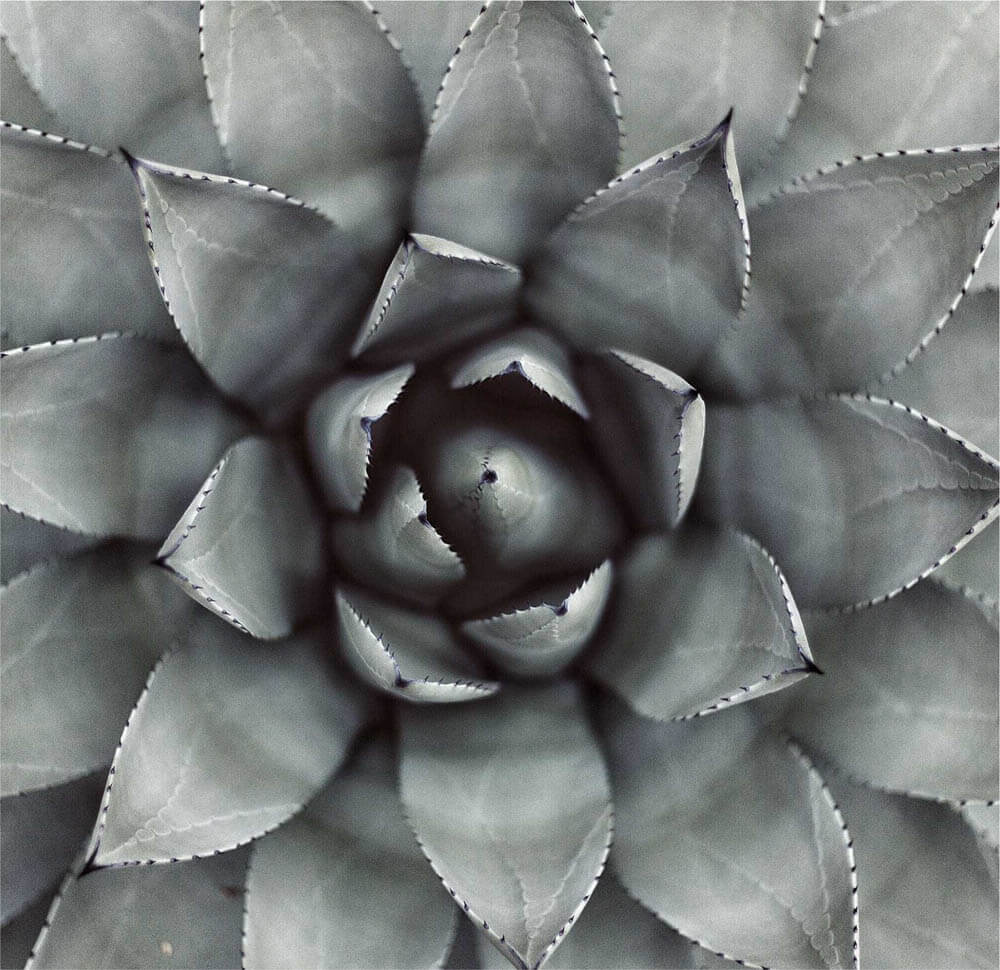 cactus pic