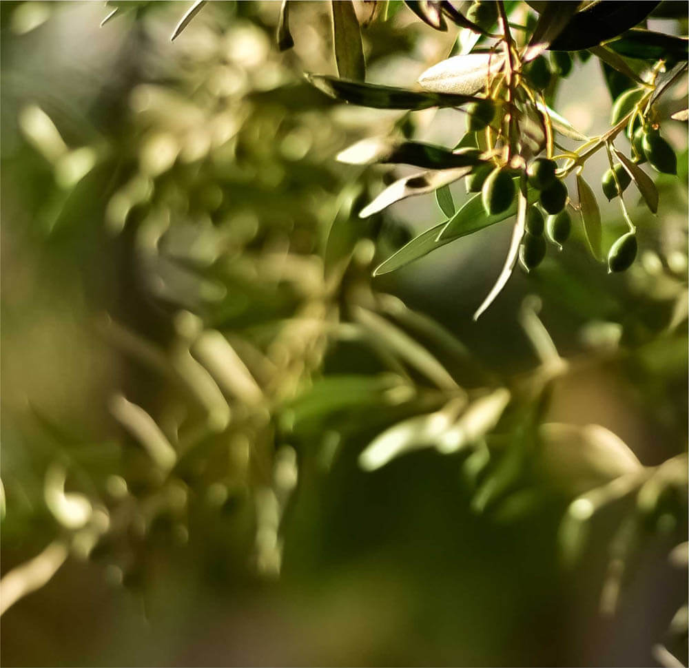 olive pic