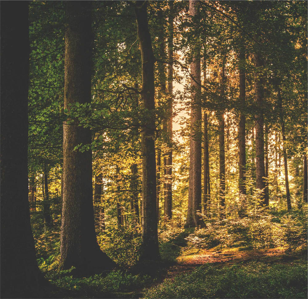 wood pic